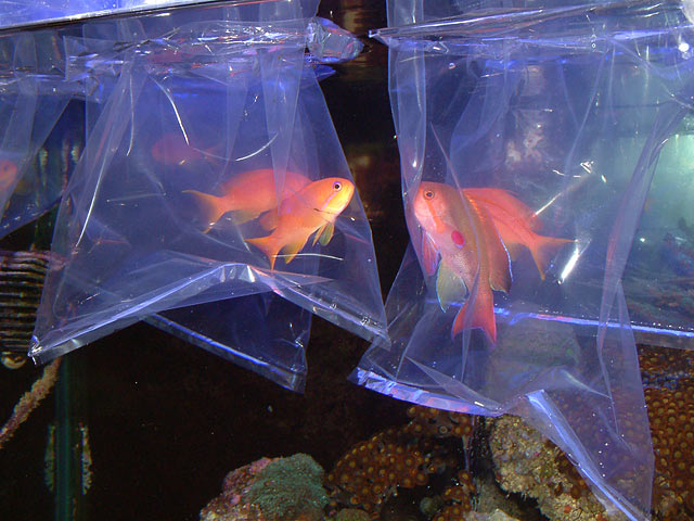 anthias6.jpg