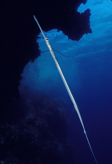 cornetfish_93rs3.jpg