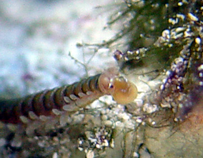 DSC04471_Bristleworm-vi.jpg