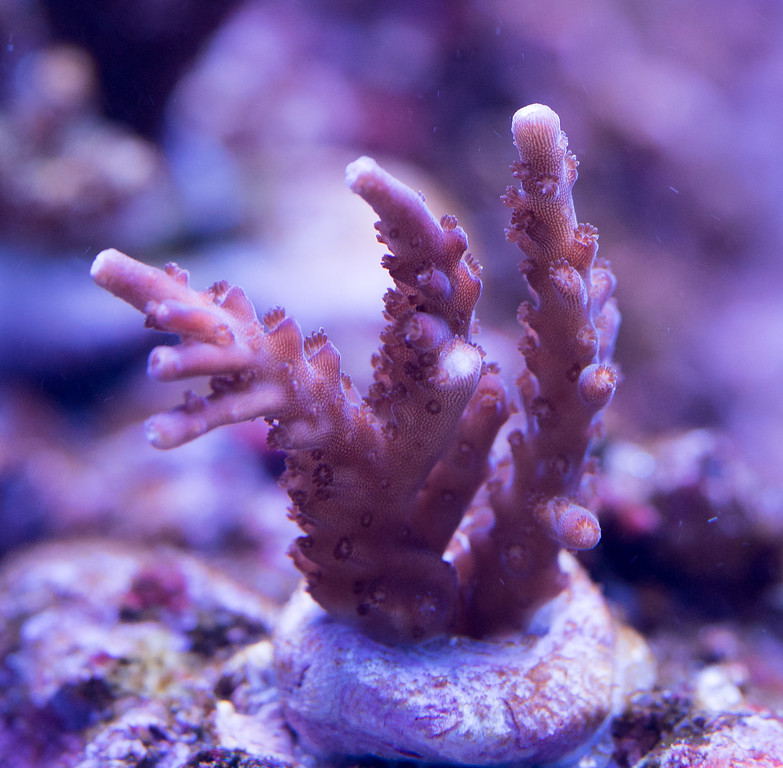 20160425-Aquarium-010-XL.jpg