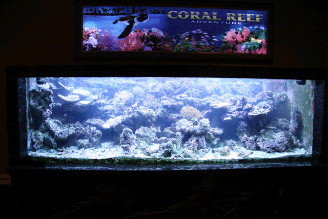 Reef-WP4.gif