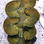 th-092815-257aTridacnasquamosa.jpg