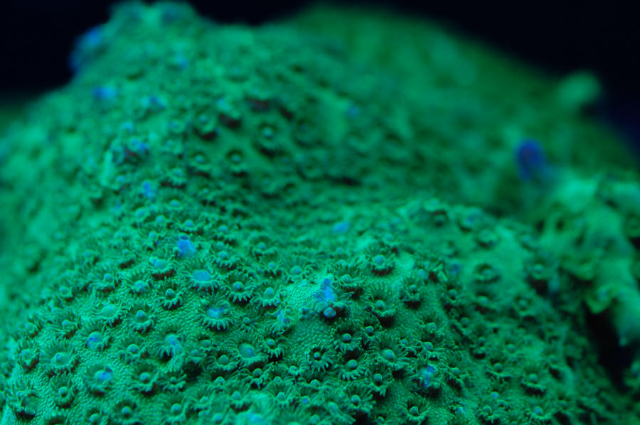 Green_Cyphastrea_Macro_by_Logzor.jpg