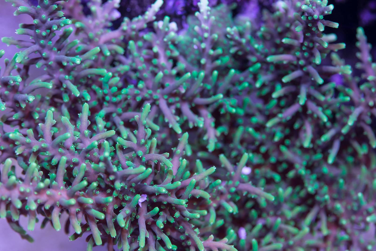 17296866381_7e52229657_h.jpg