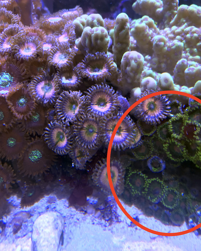 1.13.18%20zoas.jpg