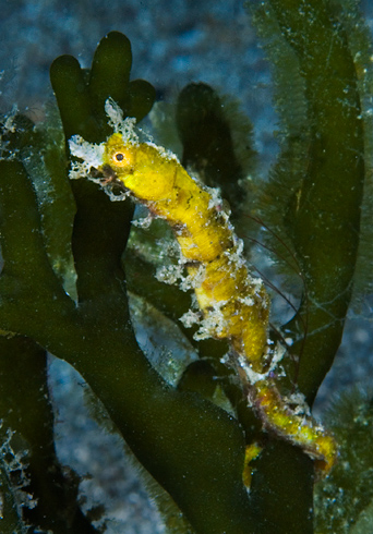 pygmy_pipehorse_07Le.jpg