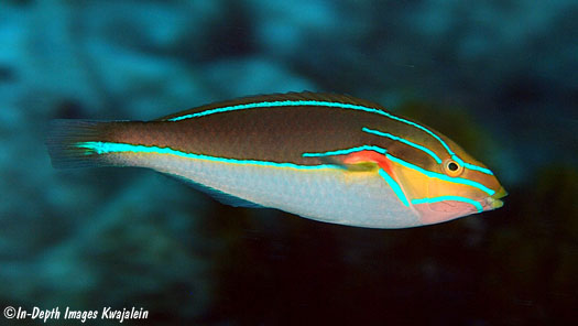 Stethojulis-bandanensis-jj-0324-010111.jpg