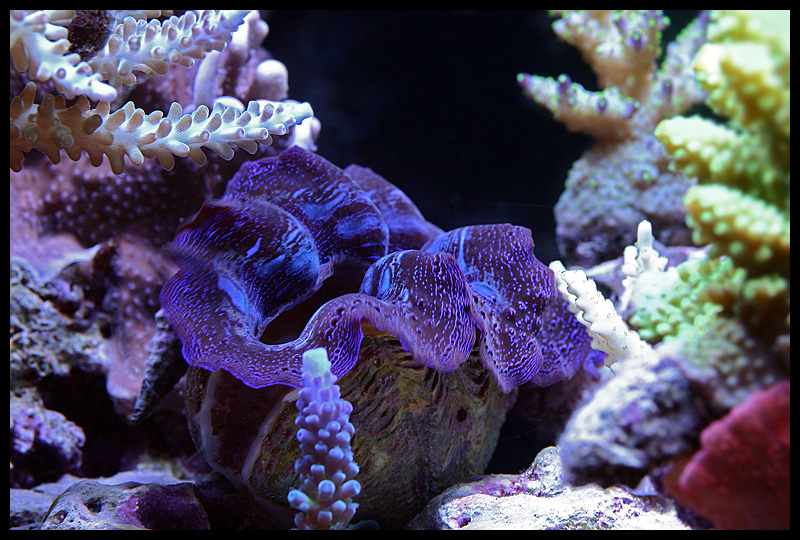 505_clam.jpg