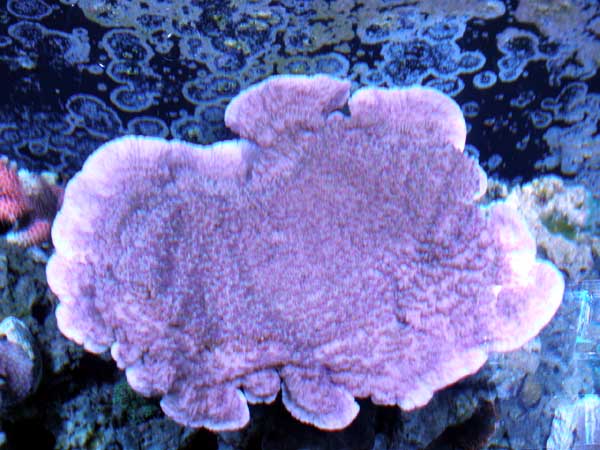 PURPLECAP.jpg