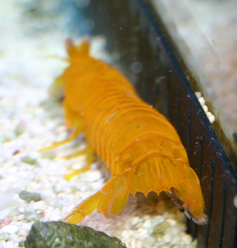 yellow_mantis2.jpg