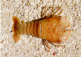 moretonbaybug.jpg