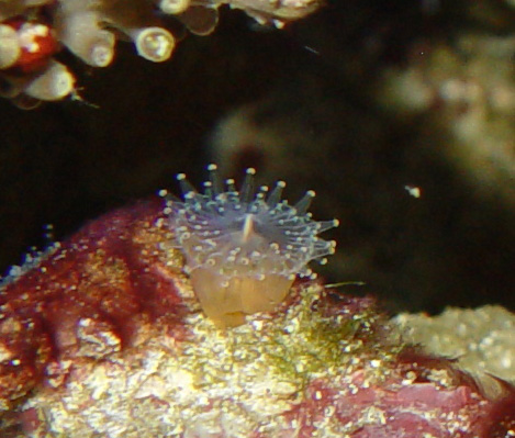 DSC04482_mushroomcoral-vi.jpg