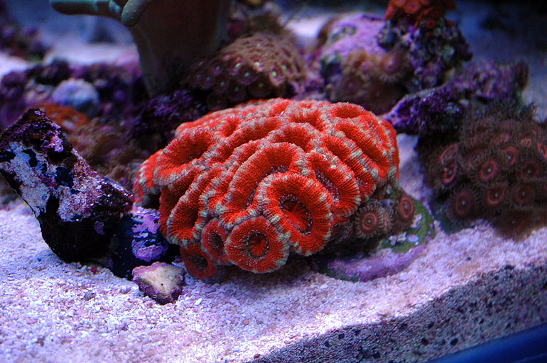 pb_reef_acan1.jpg