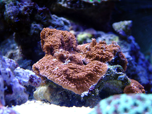 mcap_0707.jpg