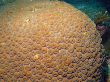 greatstarcoral2.jpg