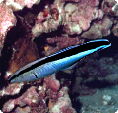 labroides_dimidiatus.jpg