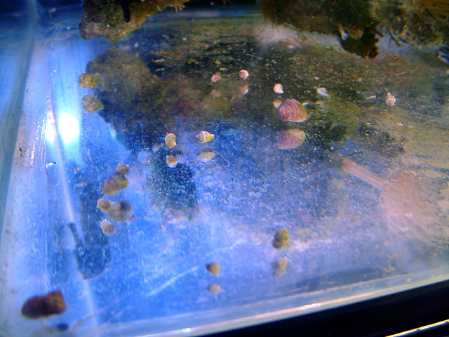 snails_scattered.jpg