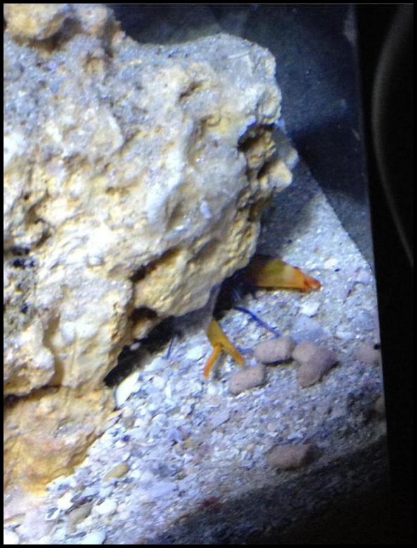 sbjnano06121202.jpg
