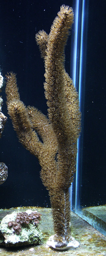 32-gorgonian.jpg