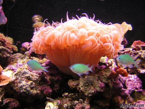 BubbleChromis.JPG