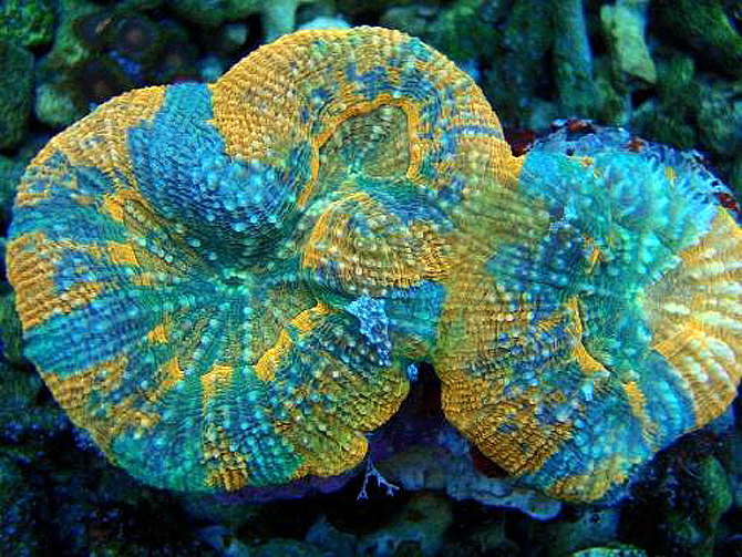 BruinsAcanthastrea_maxima.jpg