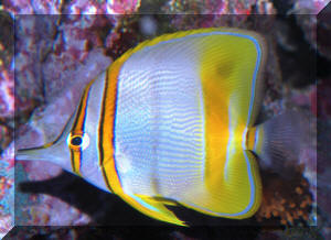 Chelmon%20marginalis%20CT%20MD.JPG