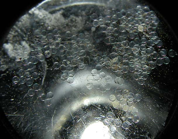 DSCN3110_216eggs.jpg