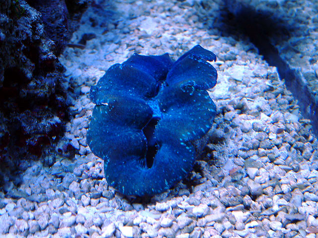 andrew_clam.jpg