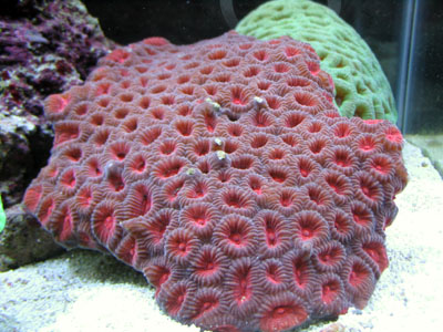 red_green_favia_small.jpg