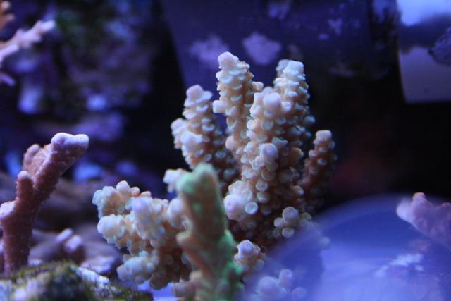 20080207_8ba39c5e39e6a448fdefkBxZB0ns8Qqe.jpg