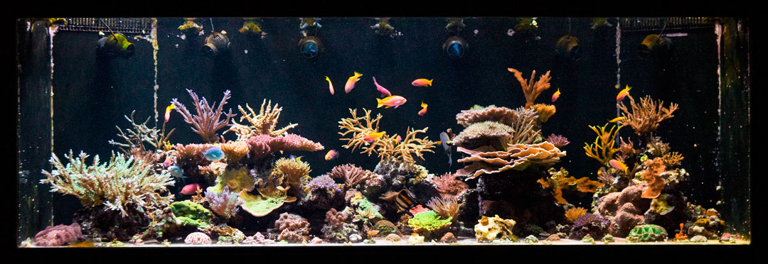 June-'10-Reeftank.jpg