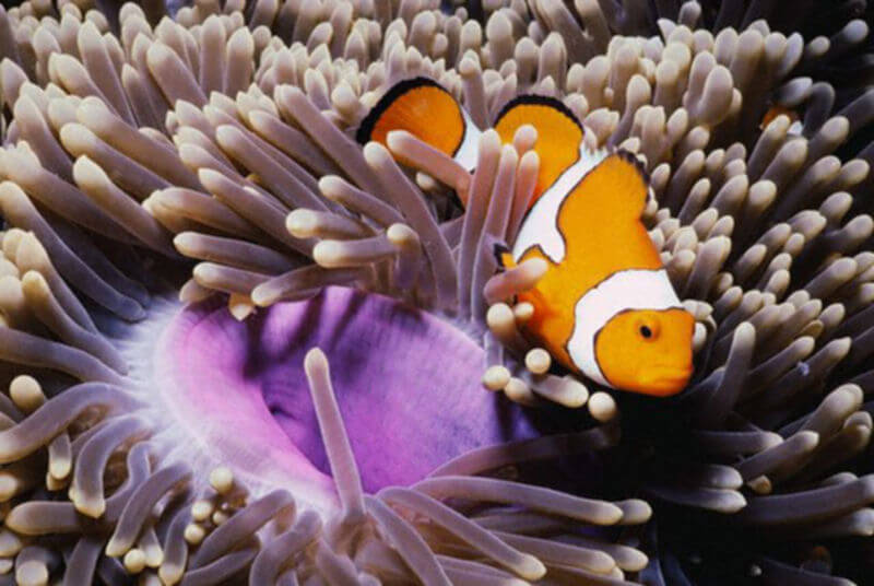 amphiprion-ocellaris-heteractis-magnifica.jpg