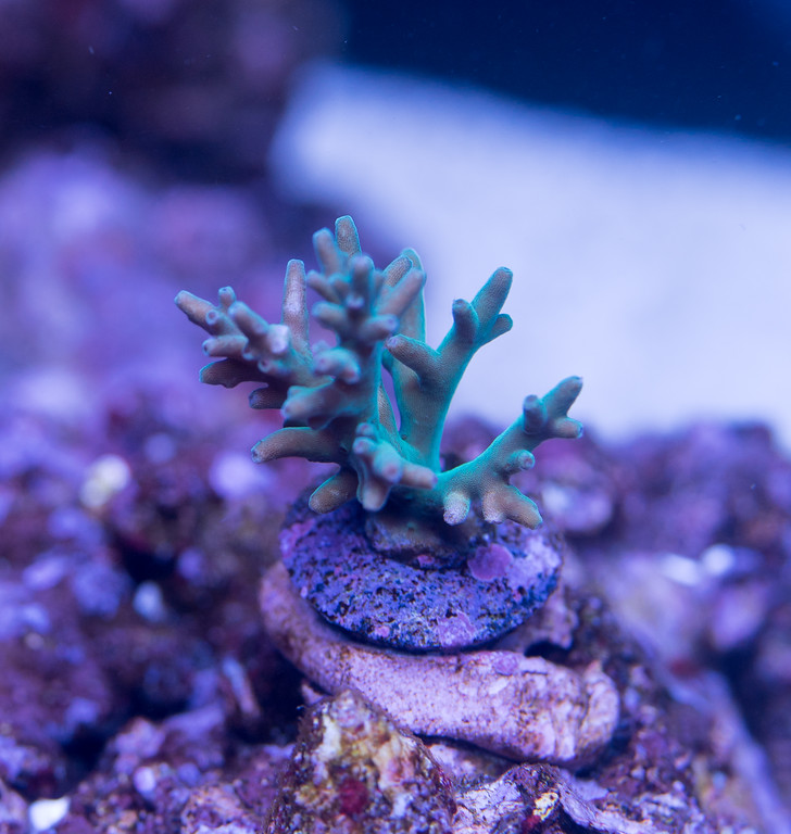 20160425-Aquarium-018-XL.jpg