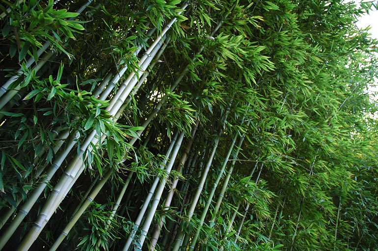 bamboo2.jpg