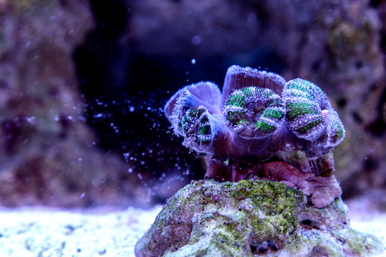 acan7.jpg