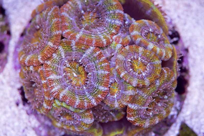 2018_11_09_neptune_rainbow_acan.jpg
