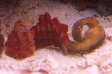 cocoworm1-1-vi.jpg