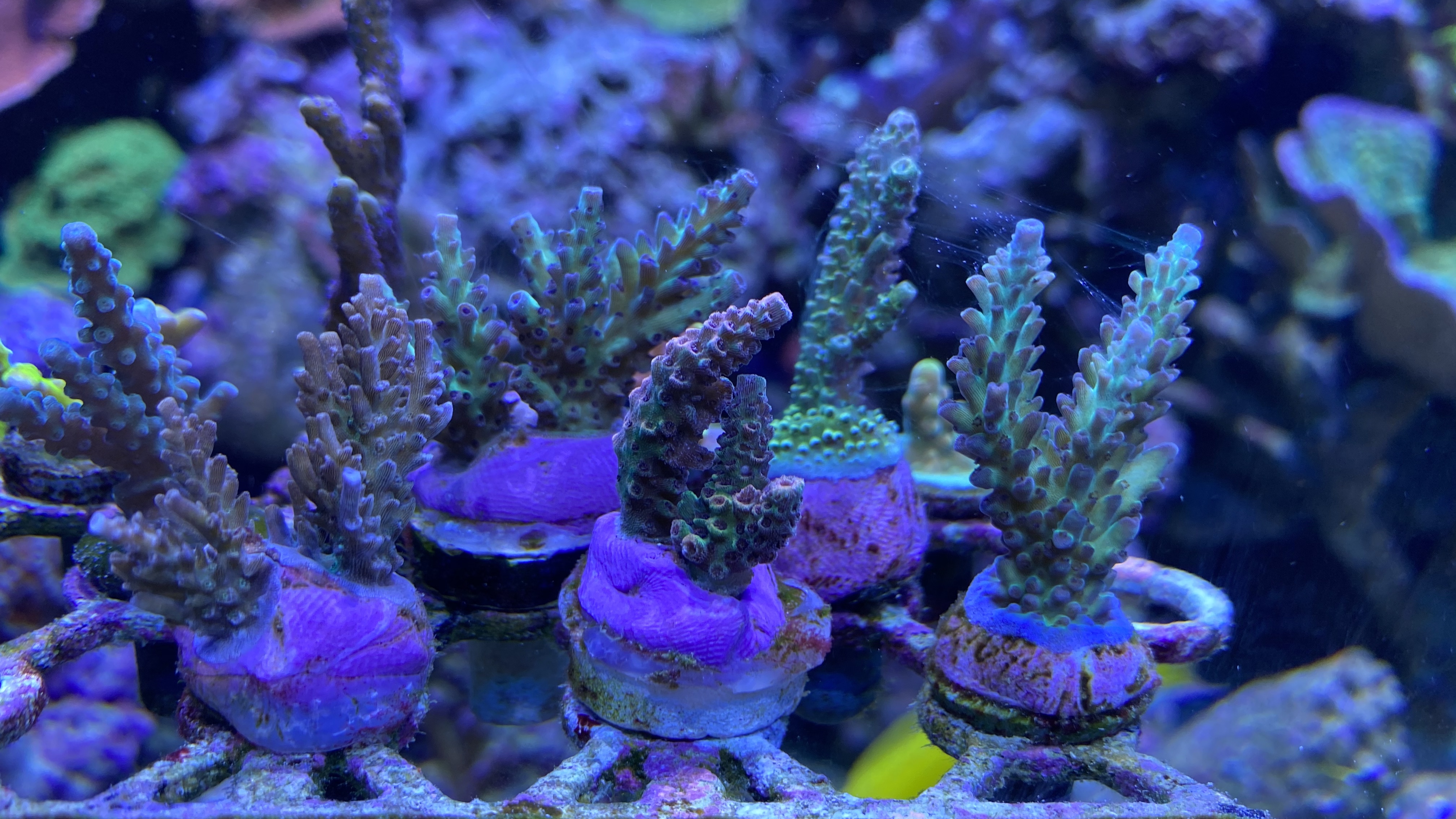 811918d9f275fedc00a4b05db2527161.plist