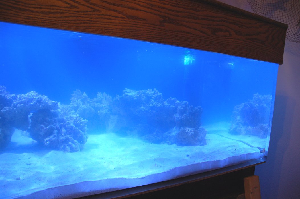 fishroom58.jpg