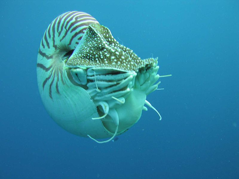 800px-nautilus_profile.jpg