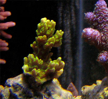 Montipora_Aquit_8-23.jpg