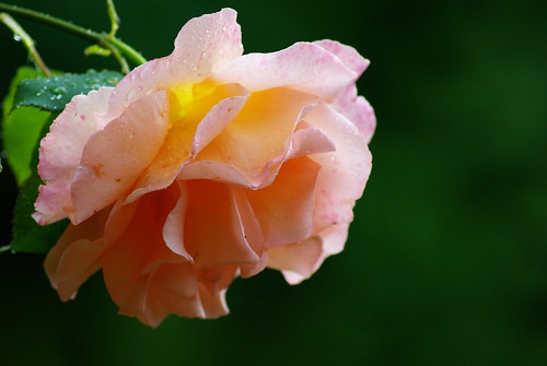 2783198238_df2f956c1d.jpg