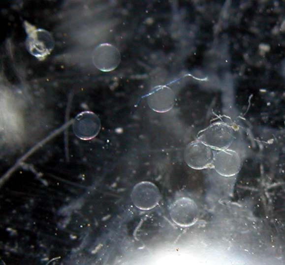 DSCN3024_eggs_135min.jpg