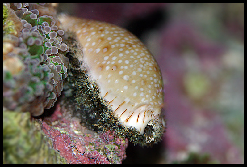 565_cowry_closer.jpg
