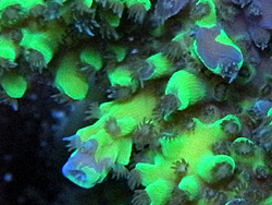 Acropora_green_jacket_divaricata2.jpg