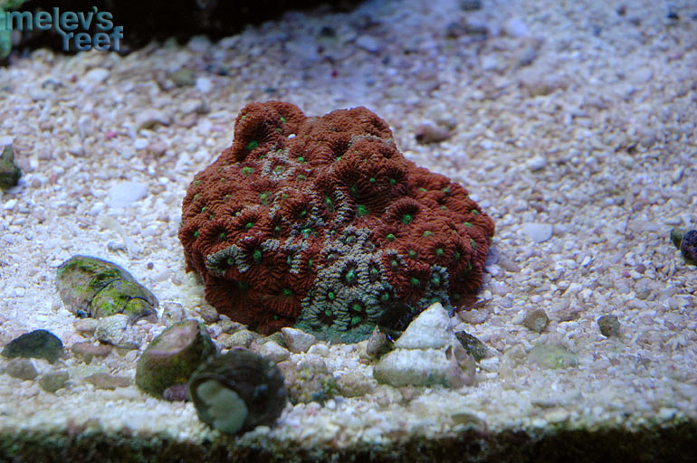 war_coral_0911.jpg