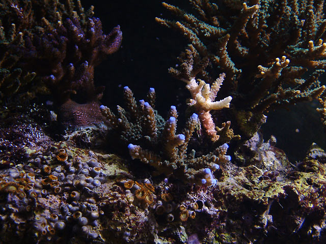 blue_tips_0730.jpg