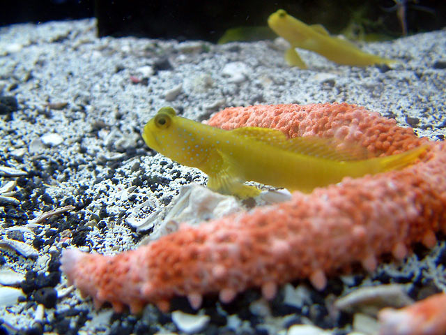 yellow_goby.jpg