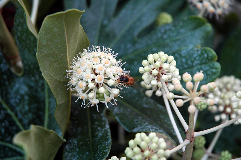 bee_flower.jpg