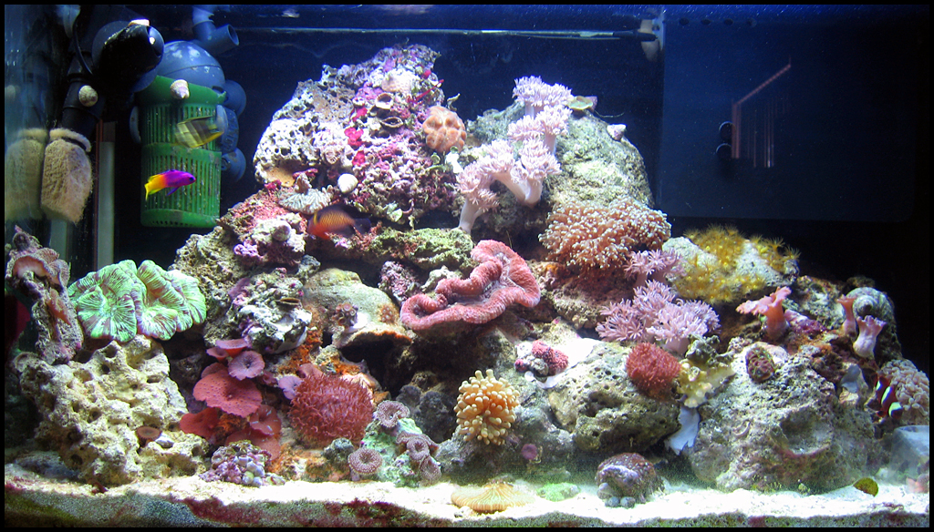 tank-07-31-06.jpg